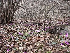 Цикламен косский 004